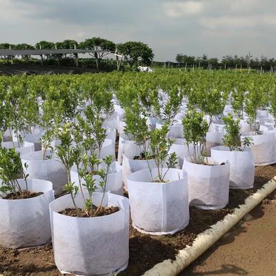 Los fabricantes a través de la venta al por mayor de la frontera que plantaban y que cultivaban la protección del medio ambiente del bolso sentían el cultivo y el mantenimiento